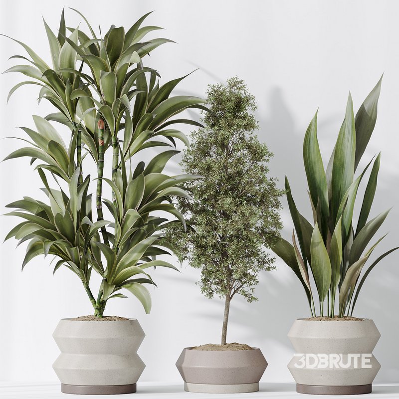 Indoor plant set 52 Image 5