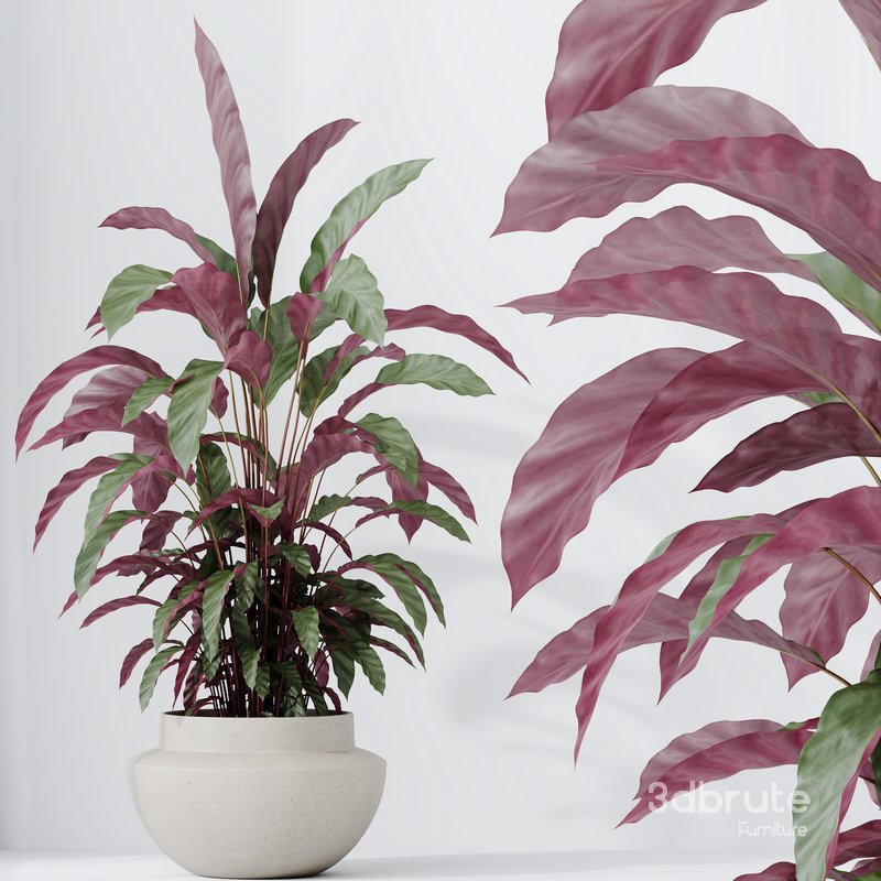 HousePlants Calathea Rufibarba Elbergrass Velvet Affordable Image 5
