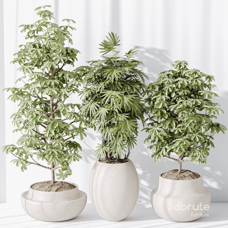 Indoor plant set 35 Image 5