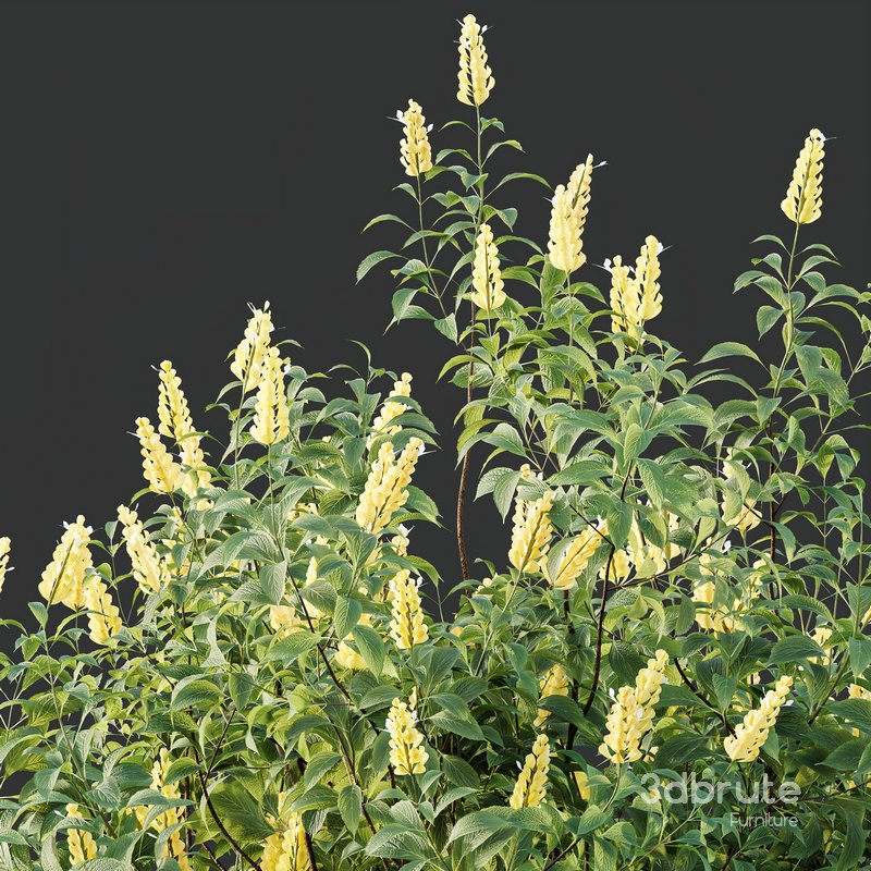 HQ Plants Kapebonavista Pachystachys Lutea Golden Shrimp Image 6