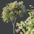 Plants Butterfly Orchid Geranium Bauhinia Purpurea Purple Tree - Thumbnail 3