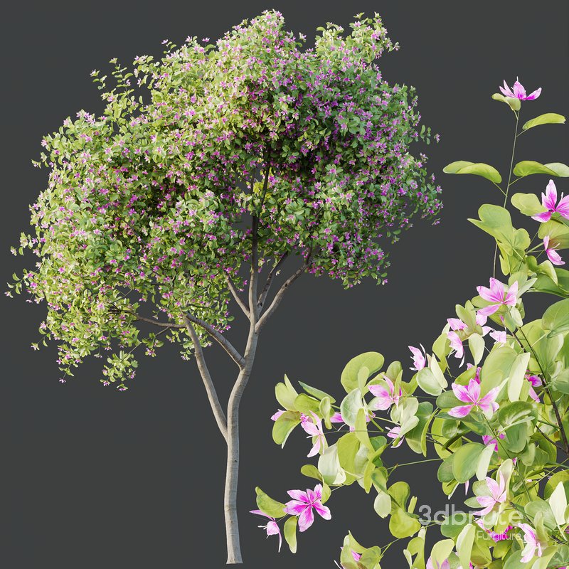 Plants Butterfly Orchid Geranium Bauhinia Purpurea Purple Tree Image 3