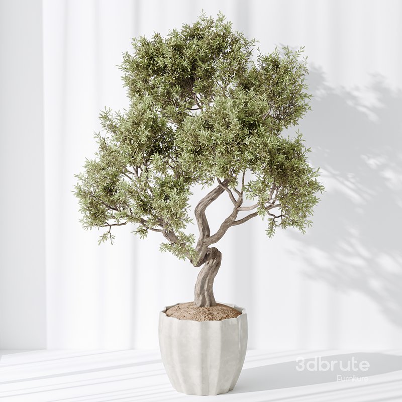 Indoor plant set 34 Image 3