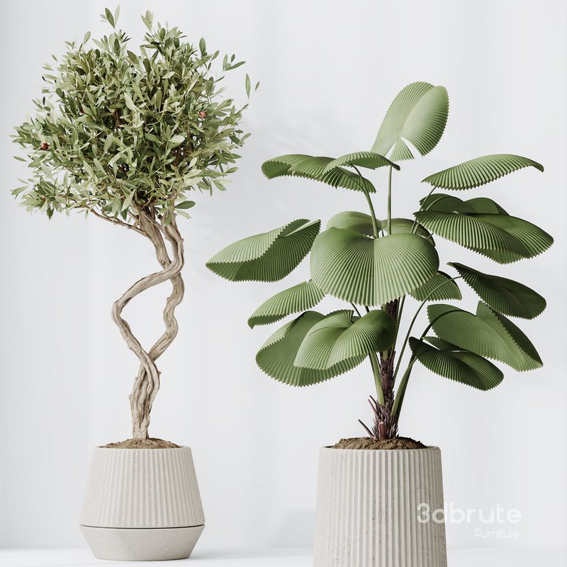 Indoor Plants Set 41 Image 5