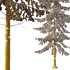 Spruce Tree03 - Thumbnail 3