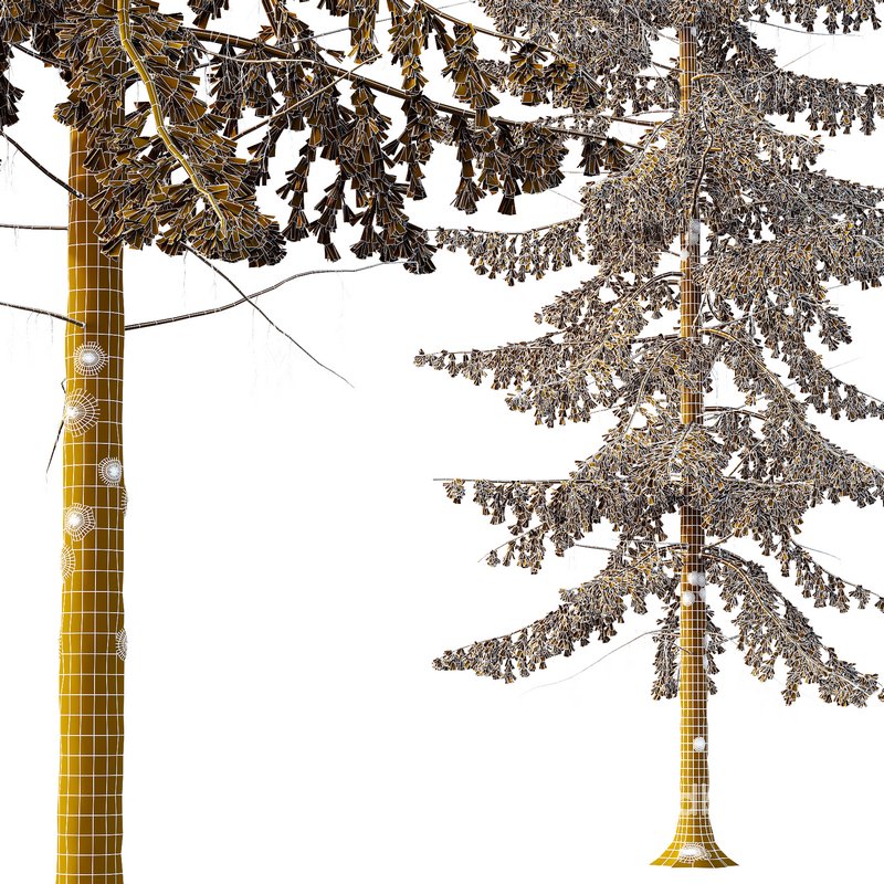 Spruce Tree03 Image 3