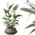 HQ HousePlants Spathiphyllum Wallisii Bellini Peace Lily Domino - Thumbnail 4