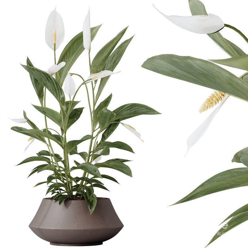 HQ HousePlants Spathiphyllum Wallisii Bellini Peace Lily Domino Image 4