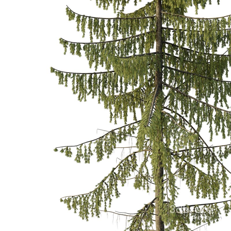 Spruce Tree02 Image 3
