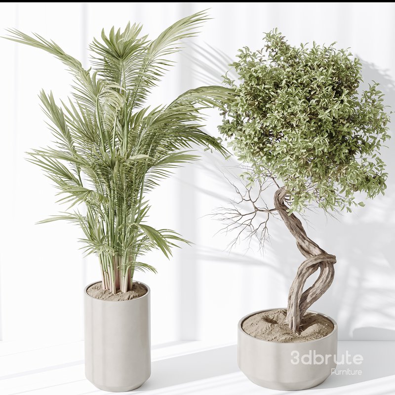 Indoor plant set 33 Image 2