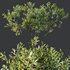 Plants Myrica Morella Pennsylvania Bayberry Candleberry Northern Fruit - Thumbnail 5