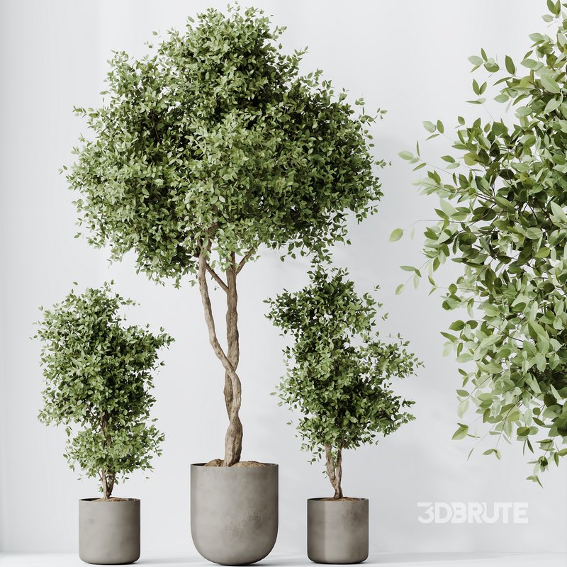 HousePlants Mission Kalamata Leccino Arbequina Wilsonii Chemlali Olive Set19 Image 3