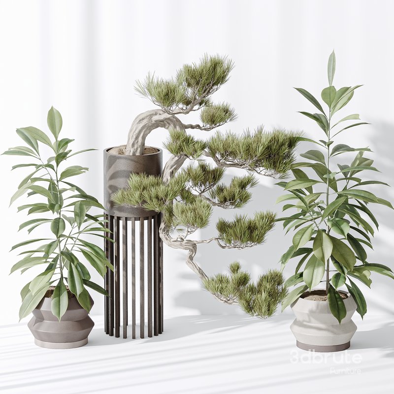 Indoor plant set 31 Image 2