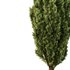 Italian Cypress Tree11 - Thumbnail 4