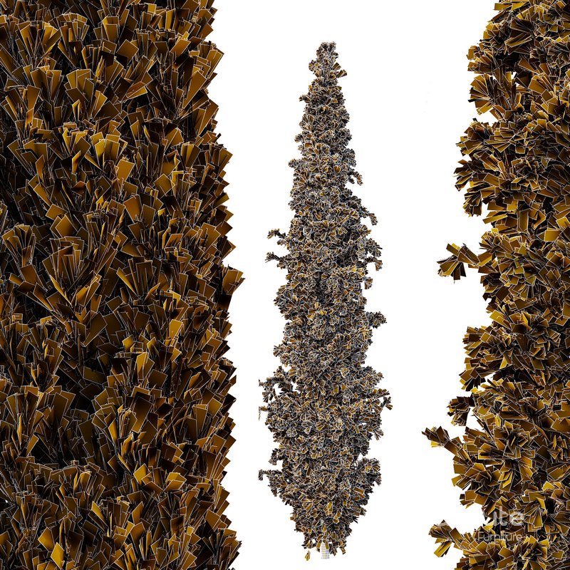 Cedrus deodara14 Image 2