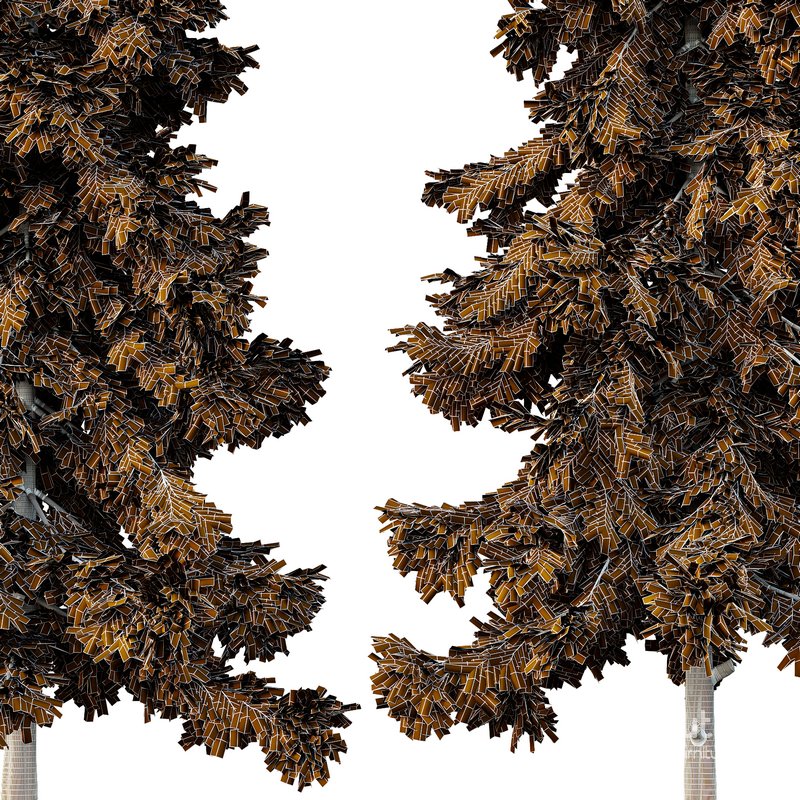 Alaska cedar Tree03 Image 3