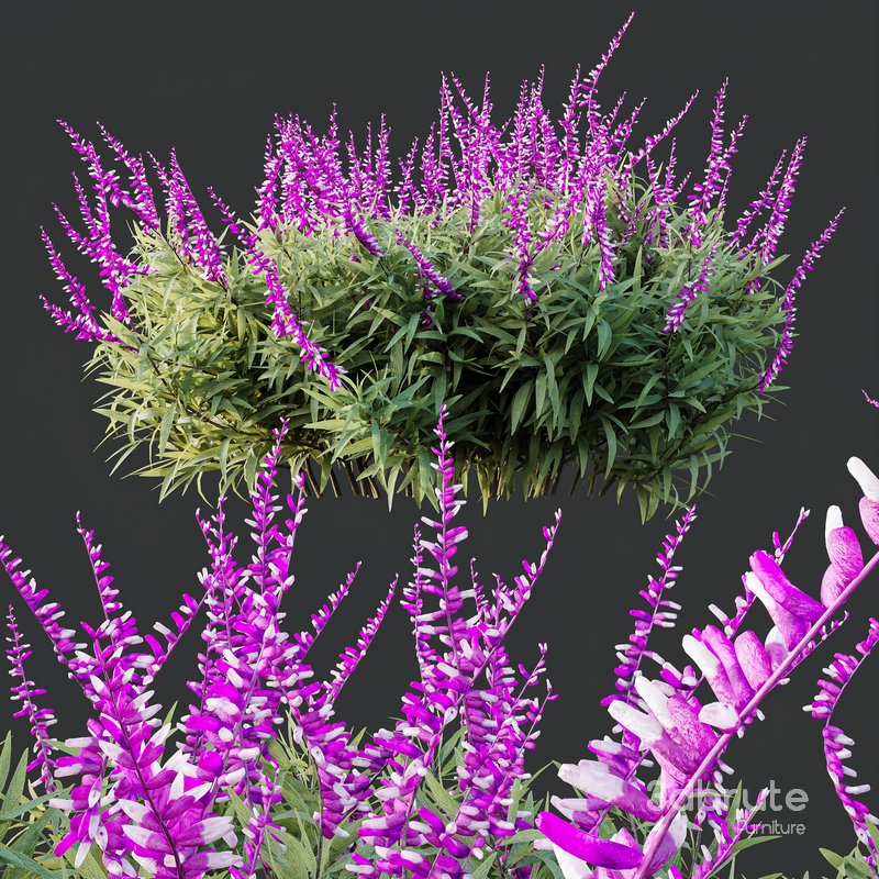 HQ Plants Salvia Leucantha Mexican Sage Santa Barbara Image 2