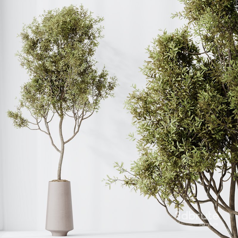 Indoor plant set 44 Image 5