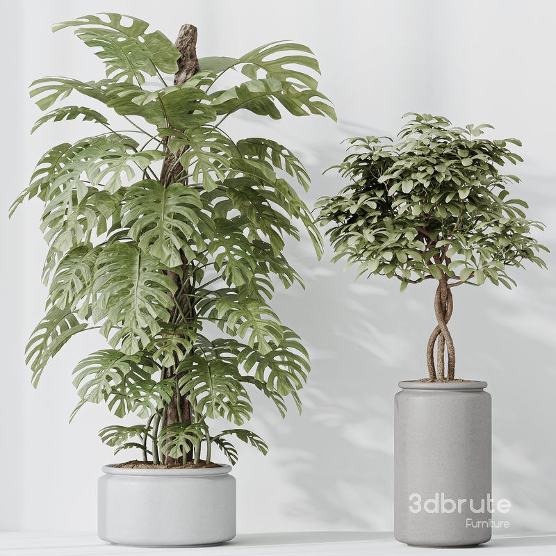 Indoor Plants Set 42 Image 5