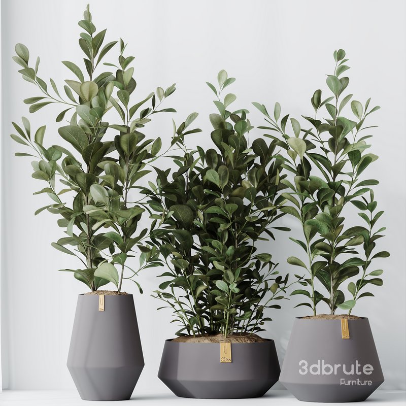 HousePlants Ficus Microcarpa Moclame Indian Laurel Set01 Image 4