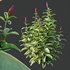 HQ Plants Costus Speciosus Bulbs Crape Malay Ginger - Thumbnail 3