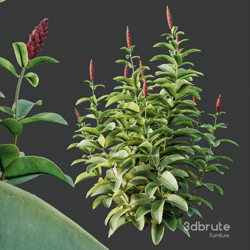 HQ Plants Costus Speciosus Bulbs Crape Malay Ginger Image 3