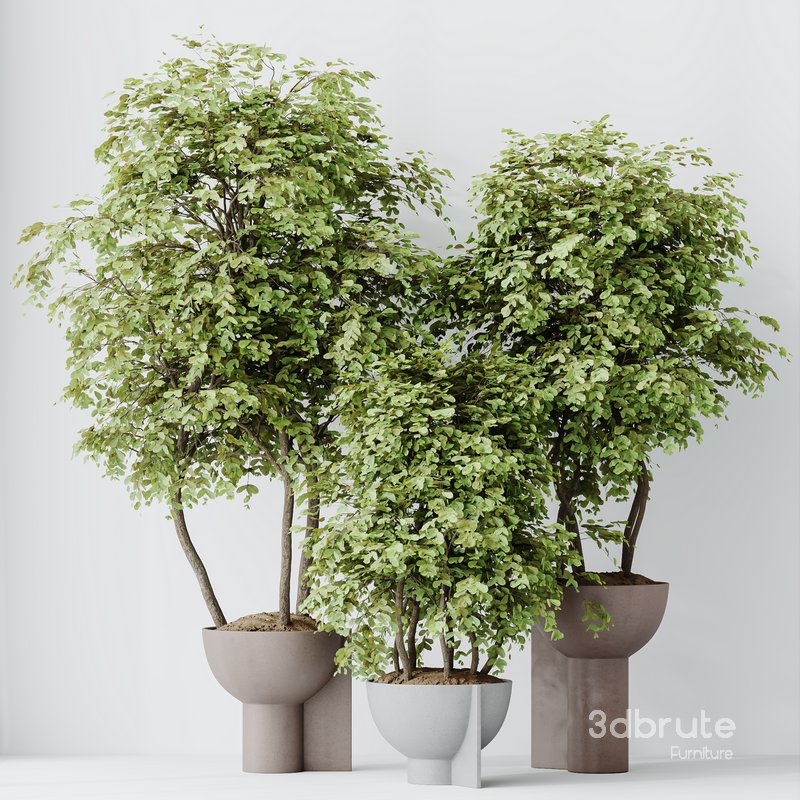 HousePlants Mission Kalamata Leccino Arbequina Wilsonii Chemlali Olive Set15 Image 4