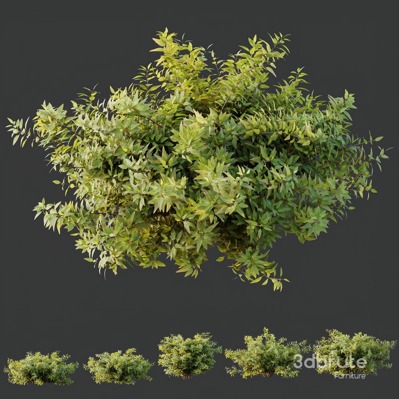 HQ Plants Abelia X Grandiflora Red Glossy Radiance Sherwood Image 5