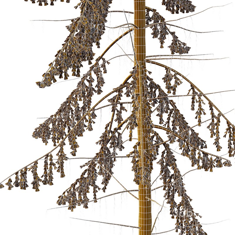 Spruce Tree02 Image 2