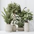 Indoor Plants Set 41 - Thumbnail 2