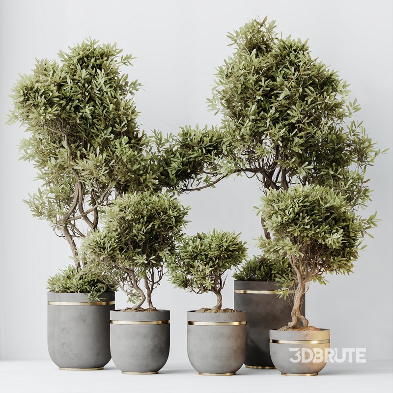 HQ HousePlants Mission Kalamata Leccino Arbequina Wilsonii Chemlali Olive Set 22 Image 2