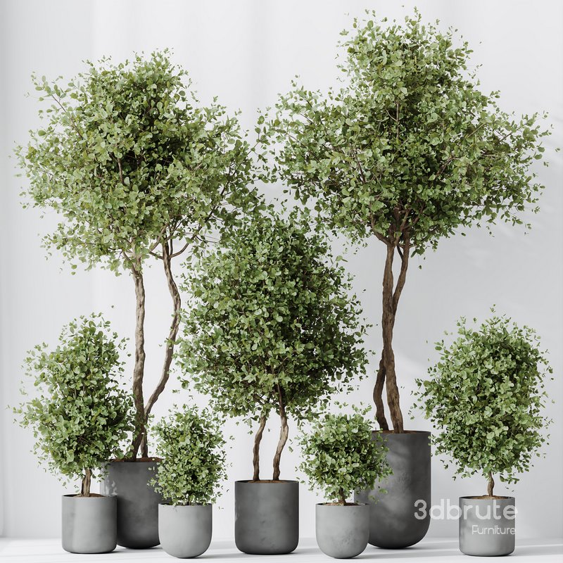 HQ HousePlants Mission Kalamata Leccino Arbequina Wilsonii Chemlali Olive Set18 Image 3