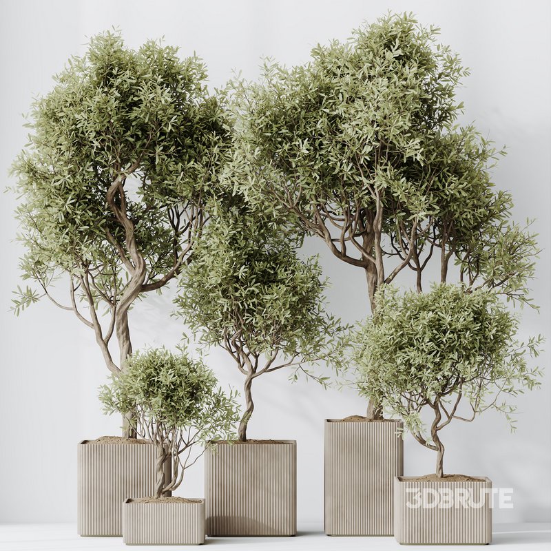 HQ HousePlants Mission Kalamata Leccino Arbequina Wilsonii Chemlali Olive Set 23 Image 3