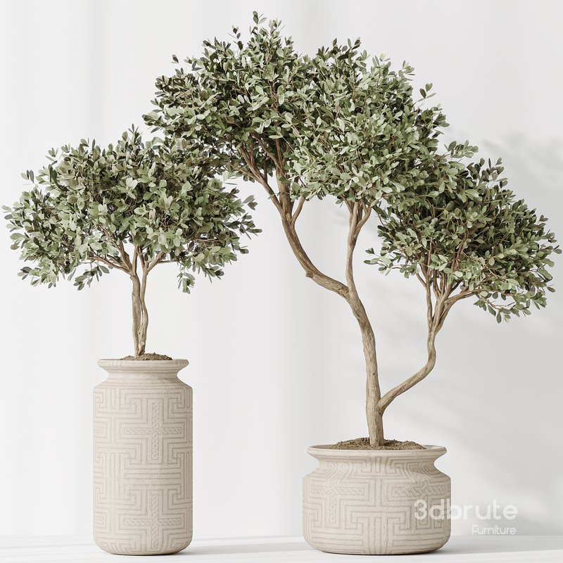 Indoor plant set 43 Image 2