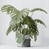 HousePlants Elegant Monstera Deliciosa Large Leaf Form Swiss Cheese Set03 - Thumbnail 3