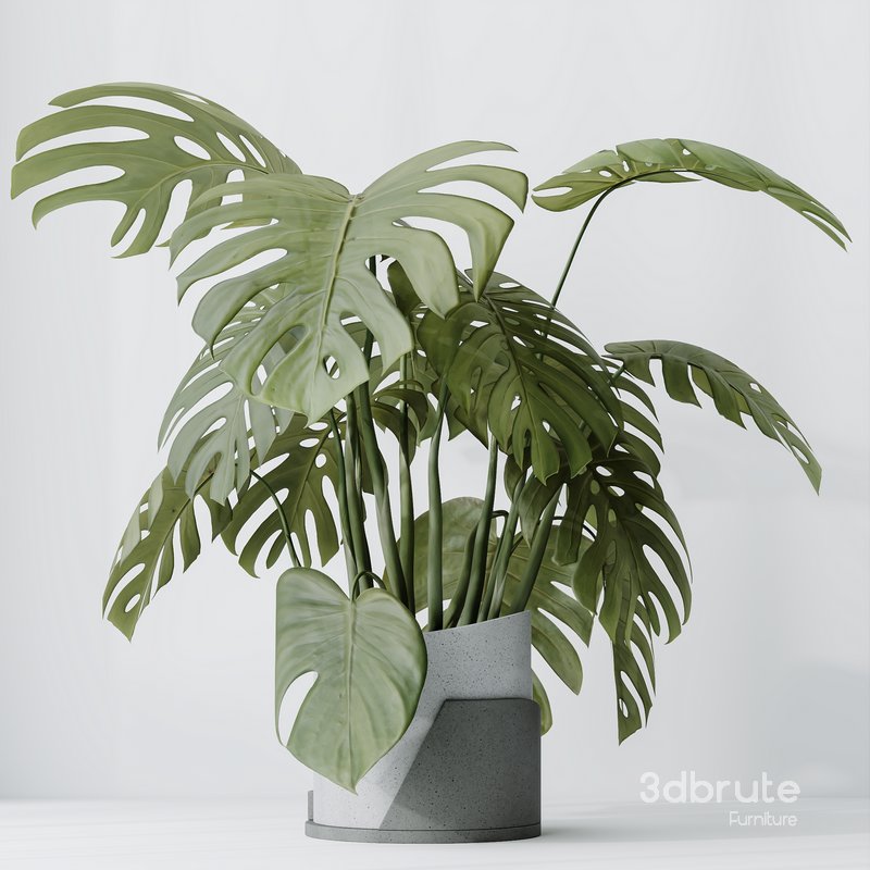 HousePlants Elegant Monstera Deliciosa Large Leaf Form Swiss Cheese Set03 Image 3
