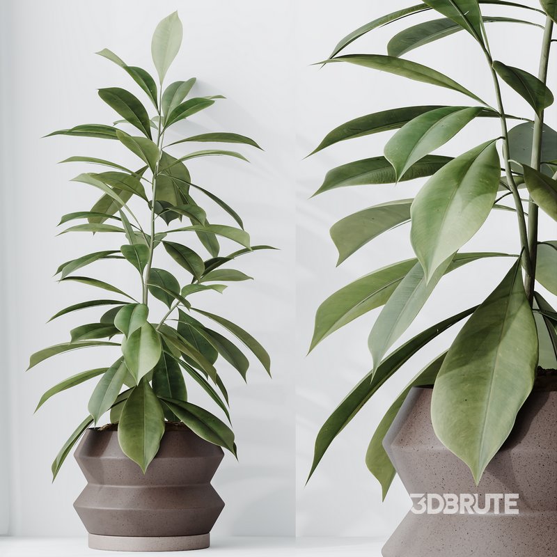 Indoor plant set 52 Image 2