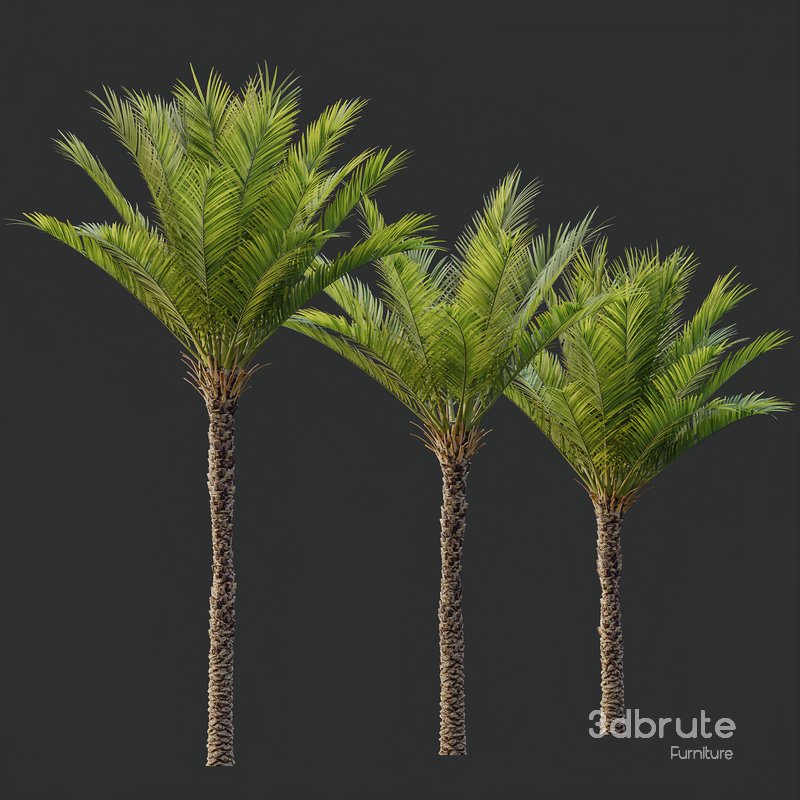 HQ Plants Phoenix Dactylifera Date Jurassic Palm Tree Image 2