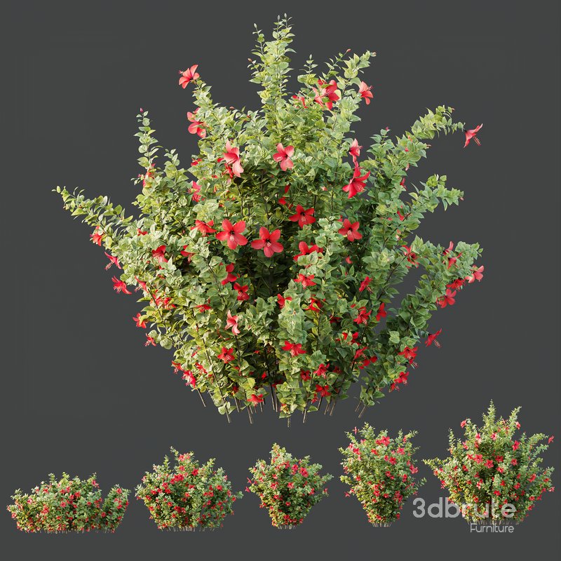 HQ Plants Hibiscus Rosa Sinensis Red Chinese Image 2