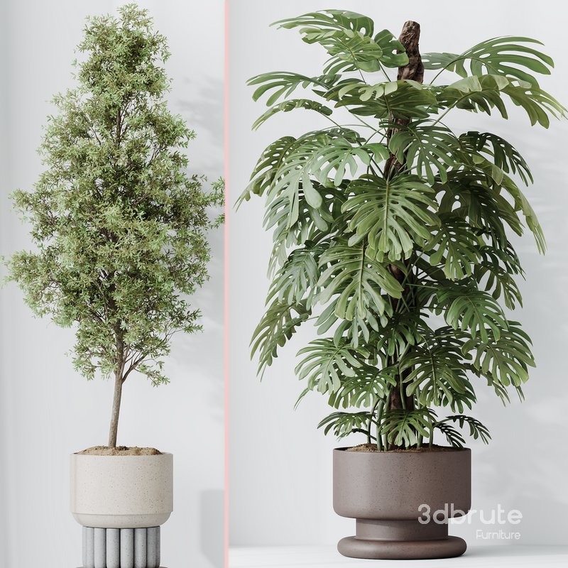 Indoor plant set 48 Image 3