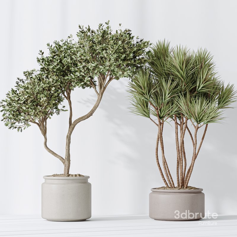 Indoor plant set 50 Image 3