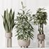 Indoor plant set 46 - Thumbnail 2