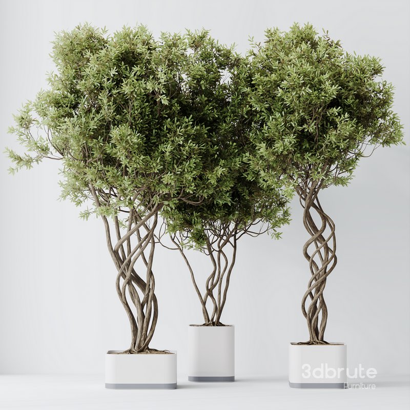 HQ HousePlants Mission Kalamata Leccino Arbequina Wilsonii Chemlali Olive Set16 Image 5