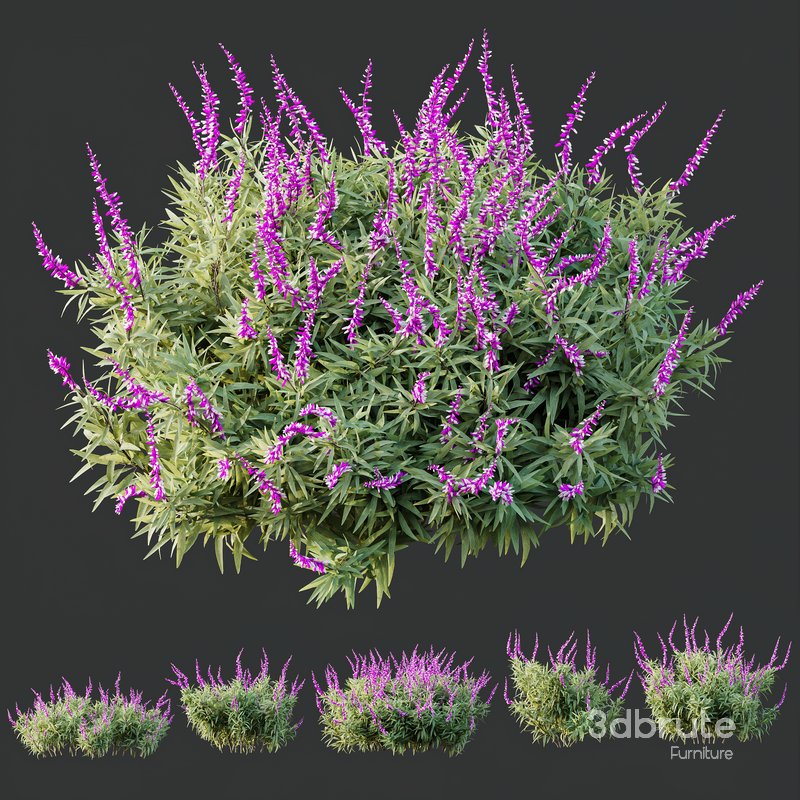 HQ Plants Salvia Leucantha Mexican Sage Santa Barbara Image 4