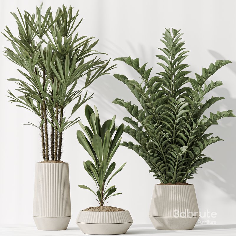 Indoor plant set 49 Image 4