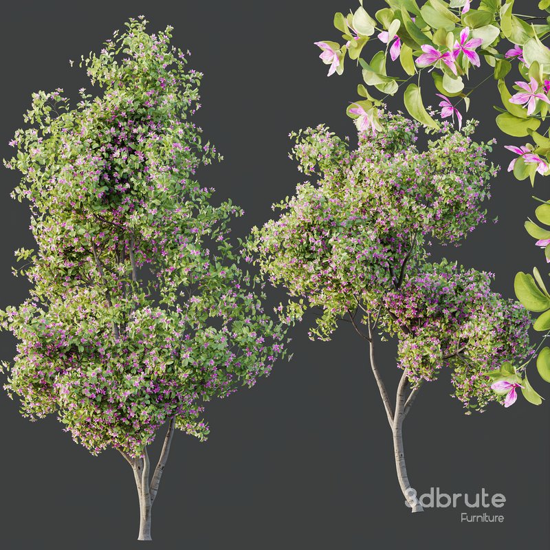 Plants Butterfly Orchid Geranium Bauhinia Purpurea Purple Tree Image 4