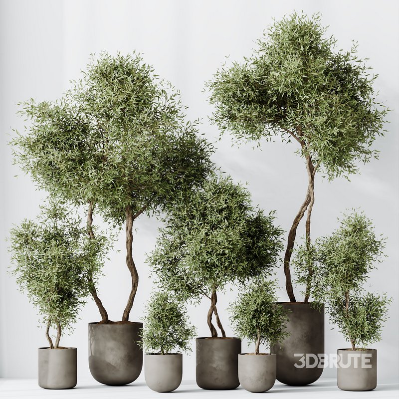 HQ HousePlants Mission Kalamata Leccino Arbequina Wilsonii Chemlali Olive Set 20 Image 5