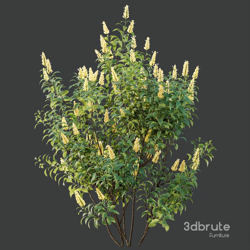 HQ Plants Kapebonavista Pachystachys Lutea Golden Shrimp Image 2