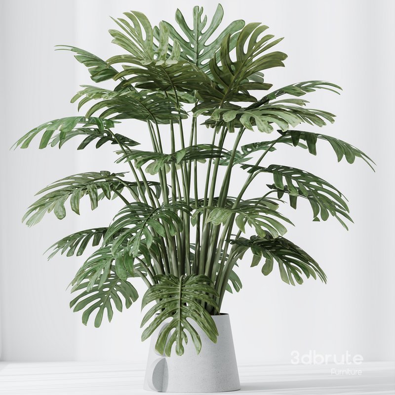 HousePlants Elegant Monstera Deliciosa Large Leaf Form Swiss Cheese Set04 Image 3