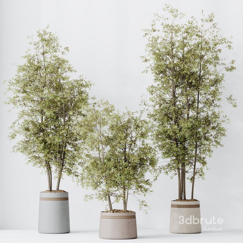 HousePlants Mission Kalamata Leccino Arbequina Wilsonii Chemlali Olive Set12 Image 2